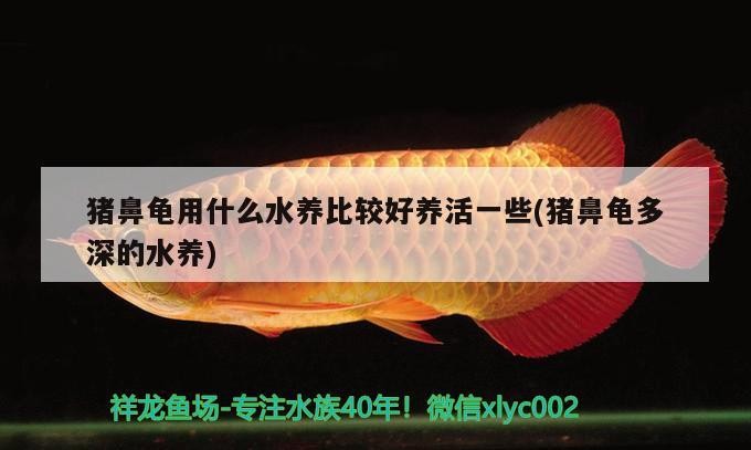 豬鼻龜用什么水養比較好養活一些(豬鼻龜多深的水養)