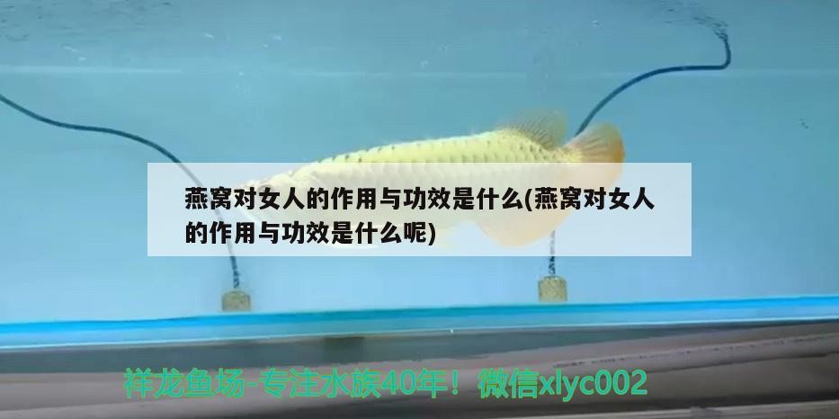 豬鼻龜用什么水養比較好養活一些(豬鼻龜多深的水養)