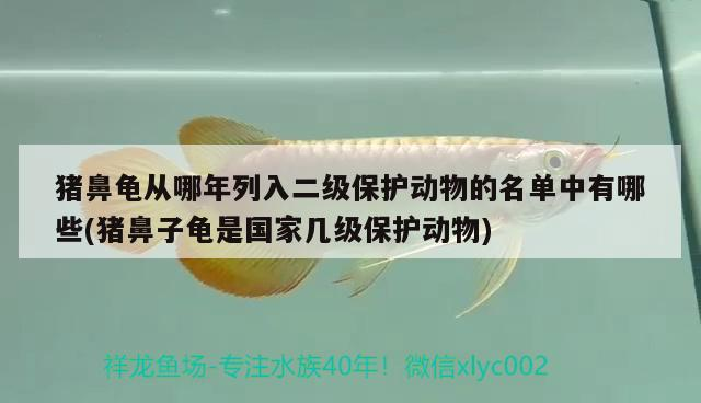 豬鼻龜從哪年列入二級保護動物的名單中有哪些(豬鼻子龜是國家幾級保護動物)