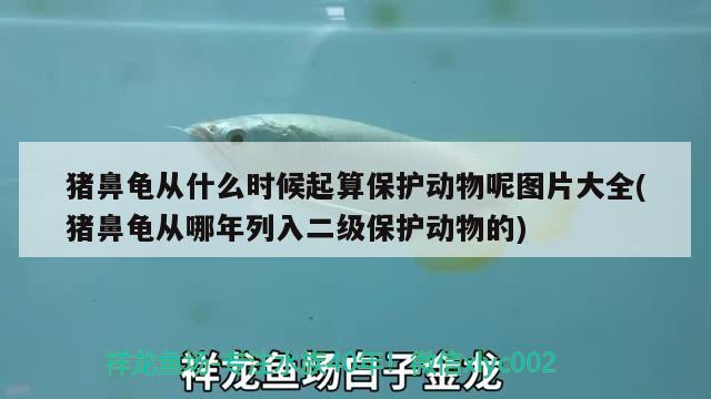 豬鼻龜從什么時候起算保護(hù)動物呢圖片大全(豬鼻龜從哪年列入二級保護(hù)動物的)