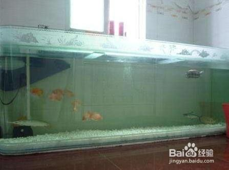 魚缸里加維生素c水變渾濁（讓魚缸水變清澈小竅門）