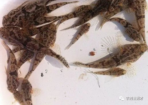 最大蝦虎魚：世界上壽命最短的脊椎動物——蝦虎魚