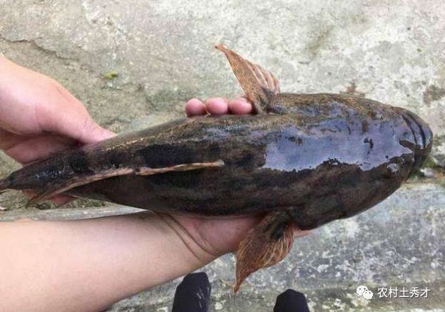 最大蝦虎魚：世界上壽命最短的脊椎動物——蝦虎魚
