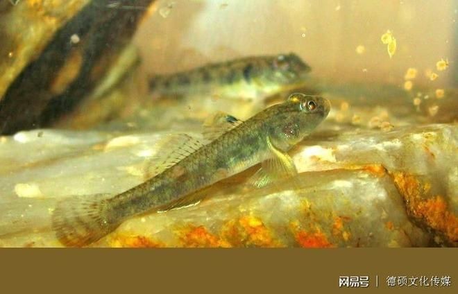 最大蝦虎魚：世界上壽命最短的脊椎動物——蝦虎魚