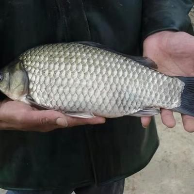 印尼紅龍魚多少錢一條合適釣魚用：印尼紅龍魚市場價格波動