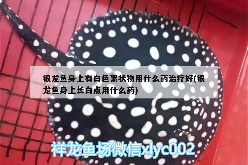 銀龍魚身上有白色絮狀物用什么藥治療好(銀龍魚身上長白點用什么藥) 銀龍魚身上有白色絮狀物用什么藥治療好(銀龍魚身上長白點用什么藥) 銀龍魚百科