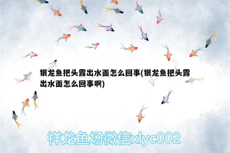 魚缸用增氧泵價格是多少:魚缸增氧機-xtrac增氧機-xtrac增氧機 銀龍魚把頭露出水面怎么回事(銀龍魚把頭露出水面怎么回事啊) 銀龍魚百科 銀龍魚把頭露出水面怎么回事(銀龍魚把頭露出水面怎么回事啊) 銀龍魚把頭露出水面怎么回事(銀龍魚把頭露出水面怎么回事啊) 銀龍魚百科