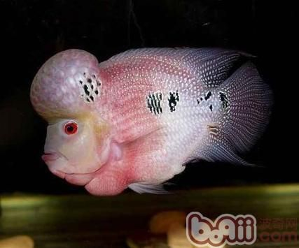 60魚缸可以養羅漢魚嗎：60厘米的魚缸適合養哪些魚
