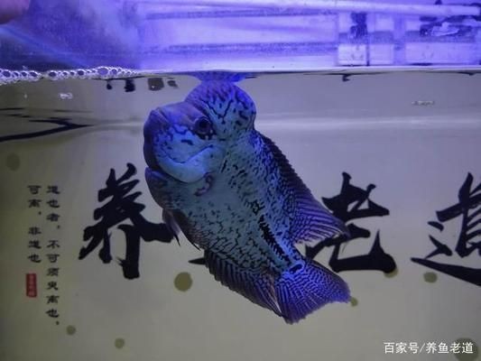 60魚缸可以養羅漢魚嗎：60厘米的魚缸適合養哪些魚