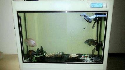 古城區魚來魚好水族店（古城區魚來魚好水族店地址）