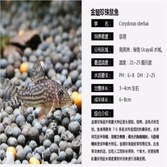 魟魚 價(jià)格表：魟魚價(jià)格表