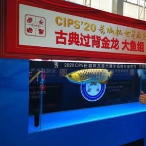魟魚 價(jià)格表：魟魚價(jià)格表