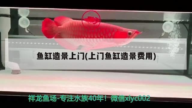 通化魚缸批發市場（長春花鳥魚市場哪個好）