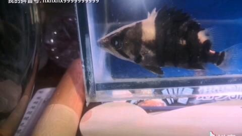 虎魚蒙眼怎么用青霉素消毒：虎魚蒙眼怎么辦