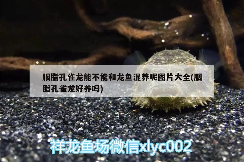 胭脂孔雀龍能不能和龍魚混養呢圖片大全(胭脂孔雀龍好養嗎) 胭脂孔雀龍能不能和龍魚混養呢圖片大全(胭脂孔雀龍好養嗎) 虎魚百科
