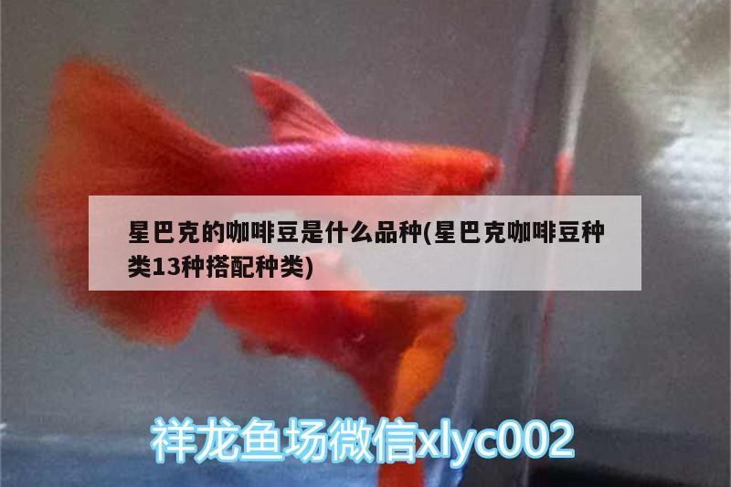 星巴克的咖啡豆是什么品種(星巴克咖啡豆種類13種搭配種類)