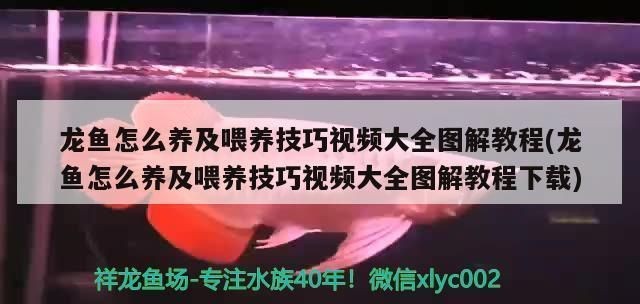 龍魚怎么養才會體型寬vs祥龍魚場：如何養好一條健康的龍魚