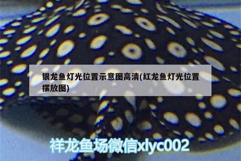 飼料 銀龍魚燈光位置示意圖高清(紅龍魚燈光位置擺放圖) 銀龍魚百科 銀龍魚燈光位置示意圖高清(紅龍魚燈光位置擺放圖) 銀龍魚燈光位置示意圖高清(紅龍魚燈光位置擺放圖) 銀龍魚百科
