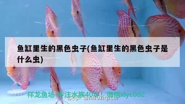 龍魚身上有白色絮狀物怎么治vs祥龍魚場：龍魚水質(zhì)管理技巧