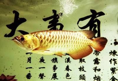 魟魚怎么養水質：關于飼養魟魚時需要注意的水質要求