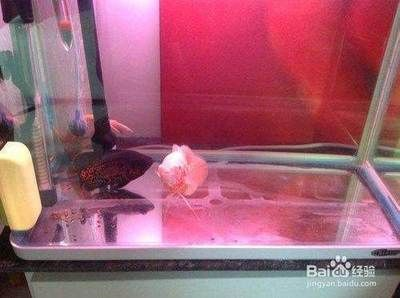 龍魚品種繁多，，龍魚品種及價格信息及價格信息及價格信息及價格信息