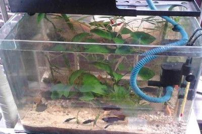 大型魚缸側面裂了怎么修補視頻：大型魚缸側面裂紋的三種修補方法