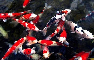 大魚一直趴在魚缸的水底不動(dòng)：大魚趴在魚缸底部不動(dòng)可能是由多種因素引起的