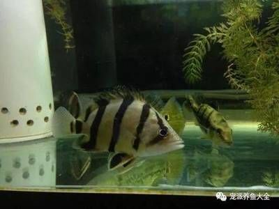泰北虎魚養幾條最好：泰北虎魚養殖的數量