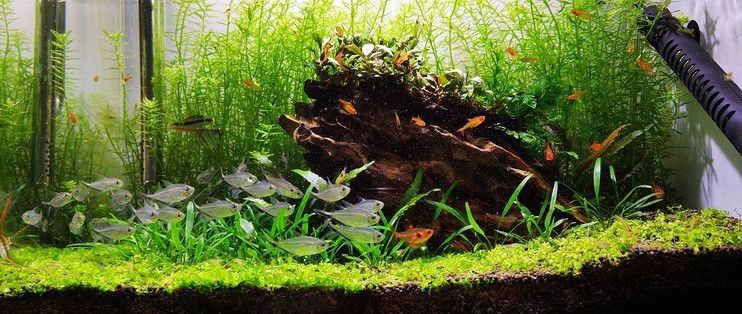 40厘米魚缸造景成本多少：40厘米魚缸造景成本 40厘米魚缸造景成本多少：40厘米魚缸造景成本 魚缸百科 第2張