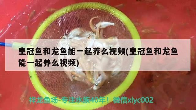皇冠魚和龍魚能一起養么視頻(皇冠魚和龍魚能一起養么視頻)