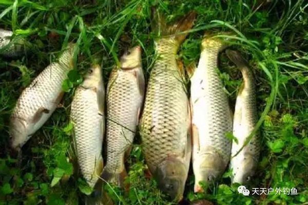 喂食龍魚泥鰍怎么處理vs祥龍魚場：祥龍魚場的龍魚和泥鰍的飼養方法及對比 喂食龍魚泥鰍怎么處理vs祥龍魚場：祥龍魚場的龍魚和泥鰍的飼養方法及對比 vs祥龍魚場 第3張