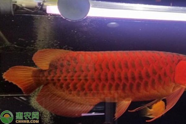 喂食龍魚泥鰍怎么處理vs祥龍魚場：祥龍魚場的龍魚和泥鰍的飼養方法及對比 喂食龍魚泥鰍怎么處理vs祥龍魚場：祥龍魚場的龍魚和泥鰍的飼養方法及對比 vs祥龍魚場 第5張