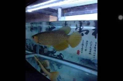 鞍山龍魚vs祥龍魚場（鞍山龍魚與祥龍魚場之間的差異之前，我們需要明確這兩個概念所指的對象）