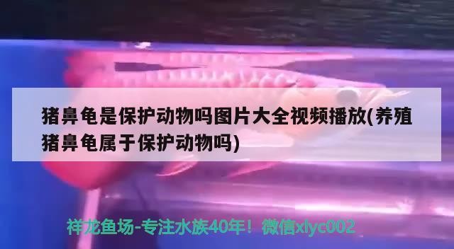豬鼻龜是保護動物嗎圖片大全視頻播放(養殖豬鼻龜屬于保護動物嗎)