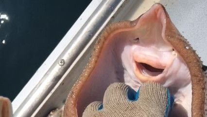 魟魚怕?lián)习W：魟魚怕?lián)习W[需手動(dòng)填充][需手動(dòng)填充]魚怕?lián)习W