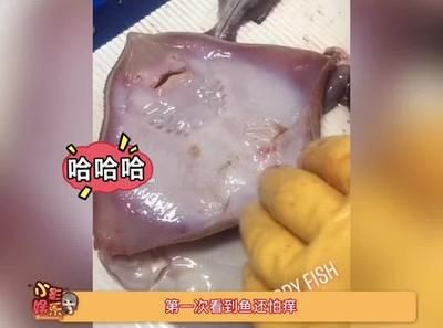 魟魚怕?lián)习W：魟魚怕?lián)习W[需手動(dòng)填充][需手動(dòng)填充]魚怕?lián)习W
