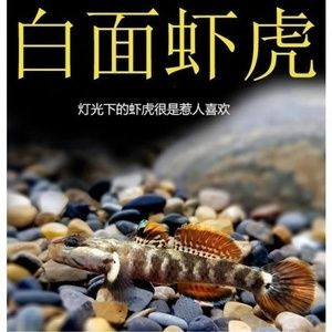 虎魚是冷水魚還是熱水魚好：虎魚是不適合在冷水環境中飼養的熱帶魚，虎魚是不適合飼養的