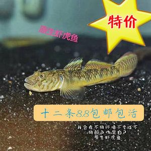 虎魚是冷水魚還是熱水魚好：虎魚是不適合在冷水環境中飼養的熱帶魚，虎魚是不適合飼養的