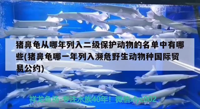 豬鼻龜從哪年列入二級保護動物的名單中有哪些(豬鼻龜哪一年列入瀕危野生動物種國際貿易公約)