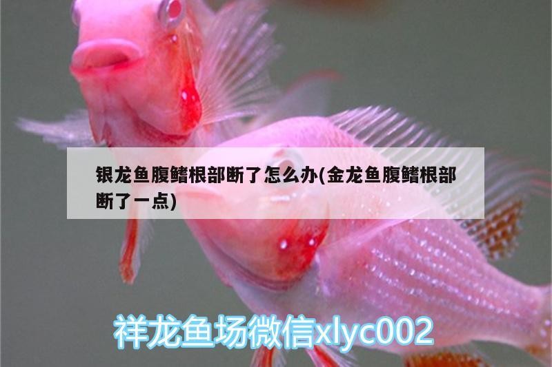 銀龍魚腹鰭根部斷了怎么辦(金龍魚腹鰭根部斷了一點)