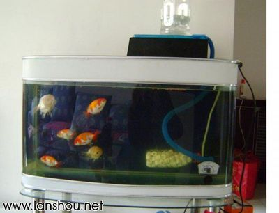 5個(gè)礦泉水瓶魚缸:如何用礦泉水瓶做魚缸 魚缸百科 第1張 5個(gè)礦泉水瓶魚缸:如何用礦泉水瓶做魚缸 5個(gè)礦泉水瓶魚缸:如何用礦泉水瓶做魚缸 魚缸百科 第1張