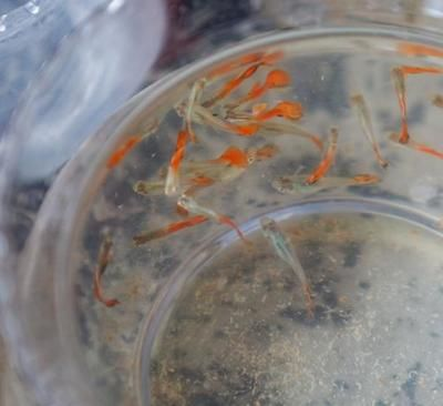 5個(gè)礦泉水瓶魚缸:如何用礦泉水瓶做魚缸 魚缸百科 第3張 5個(gè)礦泉水瓶魚缸:如何用礦泉水瓶做魚缸 5個(gè)礦泉水瓶魚缸:如何用礦泉水瓶做魚缸 魚缸百科 第3張