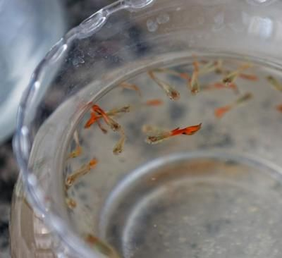 5個(gè)礦泉水瓶魚缸:如何用礦泉水瓶做魚缸 魚缸百科 第4張 5個(gè)礦泉水瓶魚缸:如何用礦泉水瓶做魚缸 5個(gè)礦泉水瓶魚缸:如何用礦泉水瓶做魚缸 魚缸百科 第4張
