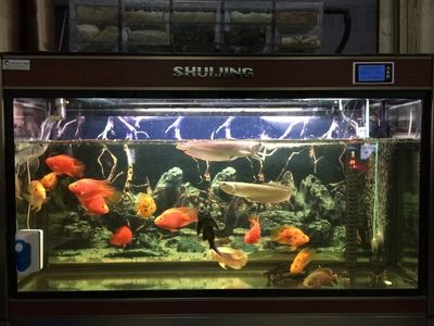鹽城水族館vs祥龍魚場(chǎng)（鹽城水族館與祥龍魚場(chǎng)之間的差異之前，我們需要明確兩者的主要業(yè)務(wù)和特點(diǎn)）
