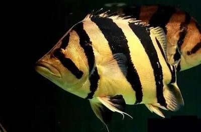 虎魚對水深有沒有影響視頻：虎魚對水深有一定的要求嗎？