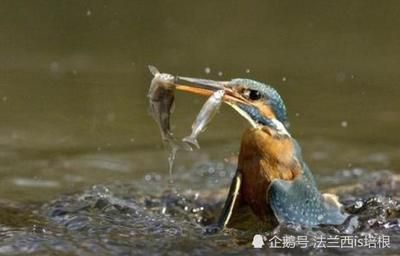 虎魚對水深有沒有影響視頻：虎魚對水深有一定的要求嗎？