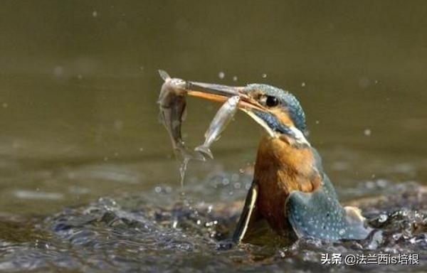 虎魚對水深有沒有影響視頻：虎魚對水深有一定的要求嗎？