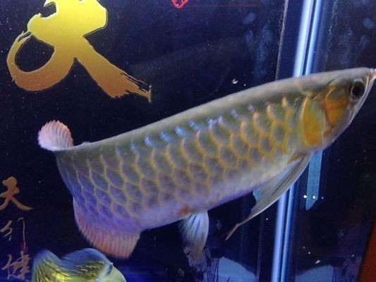 紅龍魚底色發綠好不好：紅龍魚底色發綠可能由多種因素引起，紅龍魚光照需求詳解