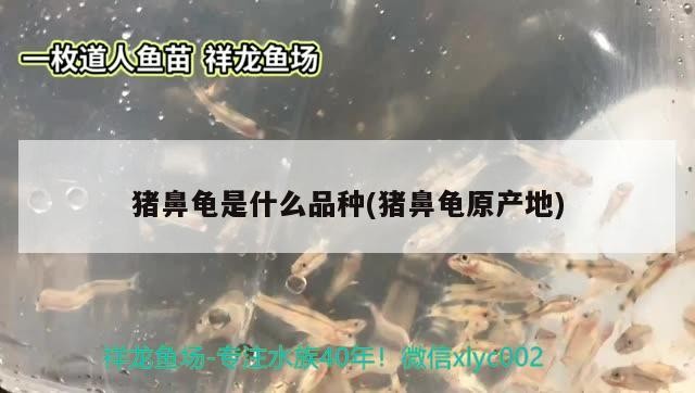 龍魚干蝦有營養嗎 豬鼻龜是什么品種(豬鼻龜原產地) 豬鼻龜百科 豬鼻龜是什么品種(豬鼻龜原產地) 豬鼻龜是什么品種(豬鼻龜原產地) 豬鼻龜百科