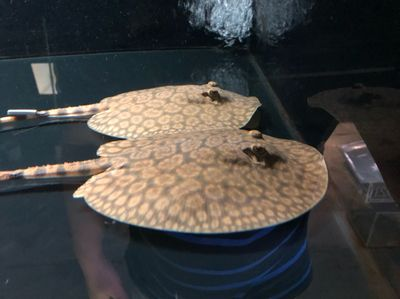 魟魚沉木